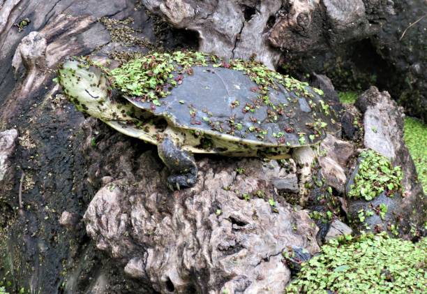 istock Aquatic Turtle on the lakeside. 1081665638