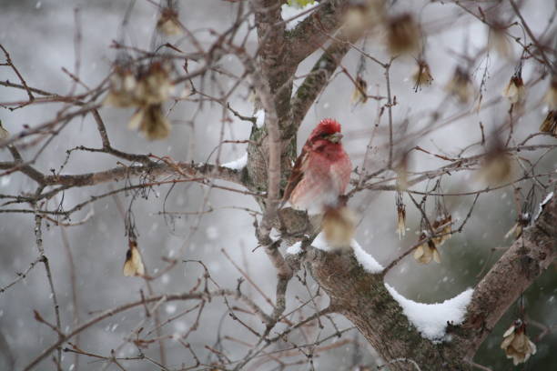 istock Winter Solo Cassin's Finch 1081666018