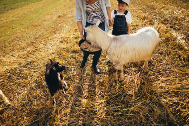 istock Family at the farm 1081667740