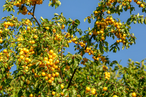 Ripe yellow mirabelle plums (Prunus domestica syriaca) on tree branches