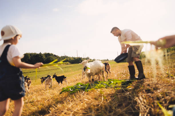 istock Family at the farm 1081668100