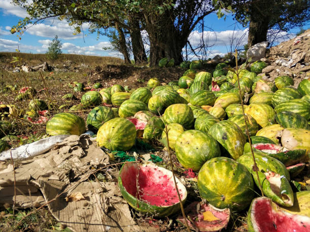 istock Heap of rooting watermelons 1081669258