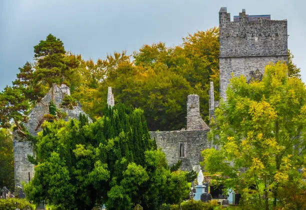 Ruins of the Muckross Abbey, founded in 1448 as a Franciscan friary. Killarney National Park, County Kerry, Ireland.