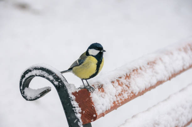 istock Tit sitting on bench in cold weather 1081670962