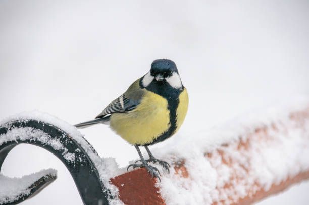 istock Tit sitting on bench in cold weather 1081670968