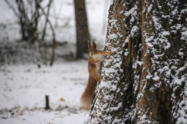istock Eurasian red squirrel hanging on a tree in winter park 1081671136