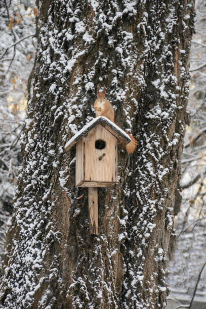 istock Eurasian red squirrel hanging on a tree in winter park 1081671168