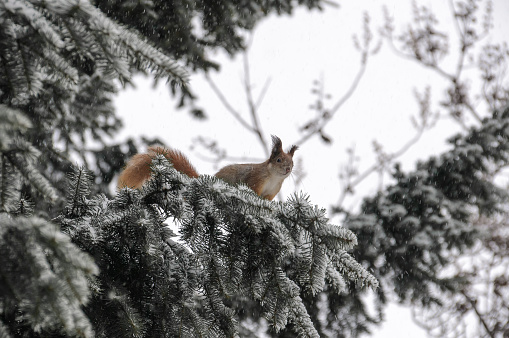 Eurasian red squirrel hanging on a tree in winter park