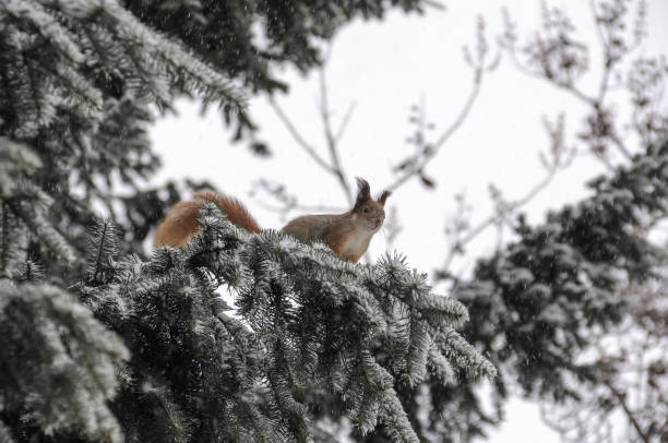eurazjatyjska wiewiórka wisząca na drzewie w zimowym parku - alberta canada animal autumn zdjęcia i obrazy z banku zdjęć