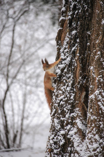 istock Eurasian red squirrel hanging on a tree in winter park 1081671614