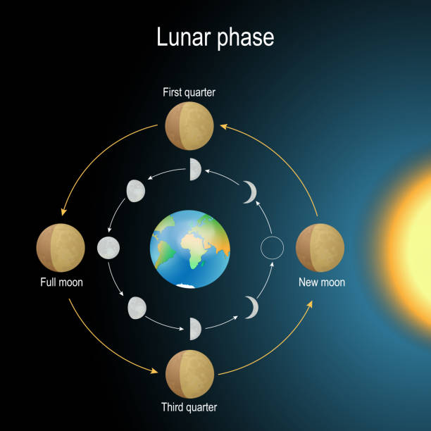 лунной фазы. фазы луны - solar calendar stock illustrations