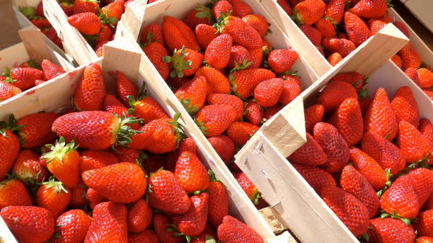 fresh strawberries in wooden boxes at the farmers market, ready for sale - farmers market fruit market berry fruit imagens e fotografias de stock