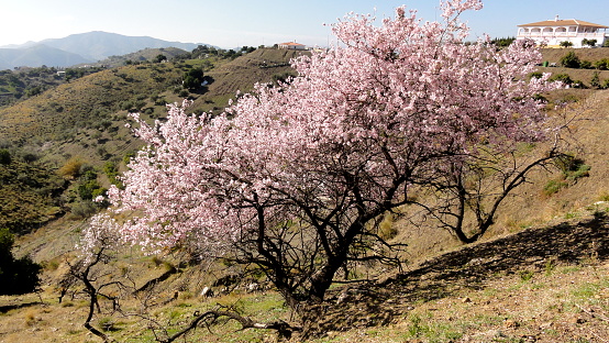 Almond blossom  in spring