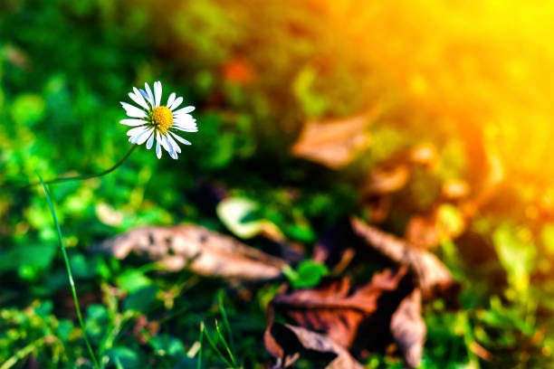 Little white daisy flower in green grass. Soft light vintage effect.