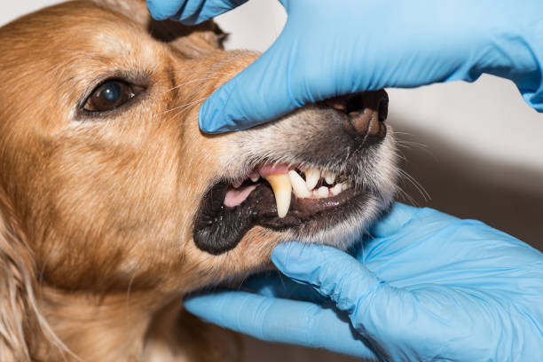 istock Dentist treats a dog's teeth 1081674120