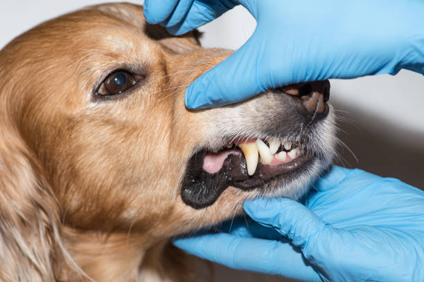 istock Dentist treats a dog's teeth 1081674124