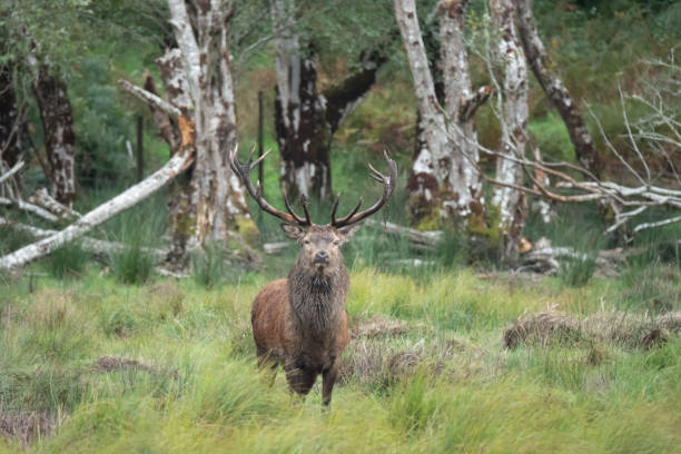 Spectacular red deer sighting during the annuall fall rut, including stag battles and the ever present ghost like sounds of the rut around the Lakes of Killarney, Killarney National Park, County Kerry, Ireland. stock photo