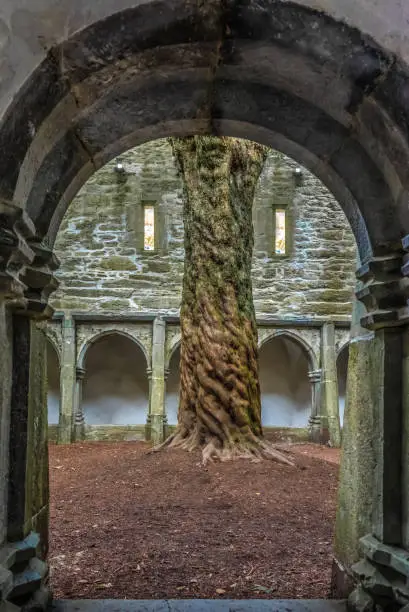 Striking old yew tree in the central courtyard of the ruins of the Muckross Abbey, founded in 1448 as a Franciscan friary. Killarney National Park, County Kerry, Ireland.