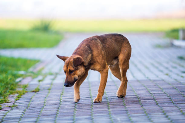 Big dog walking outdoors on a sunny day with blurred background