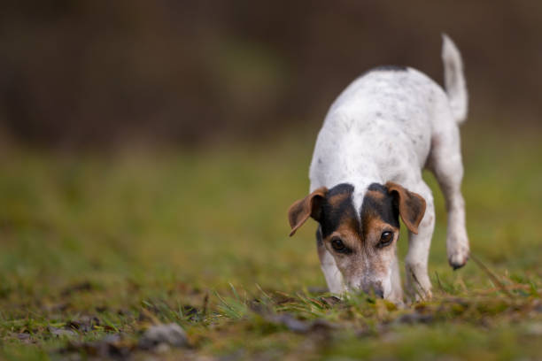 istock Jack Russell Terrier dog in the forest 1081676936