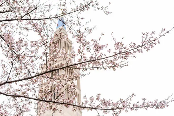 Washington DC, USA Basilica church building tower background in capital city, isolated closeup of colorful cherry blossom flowers pink sakura petals on tree