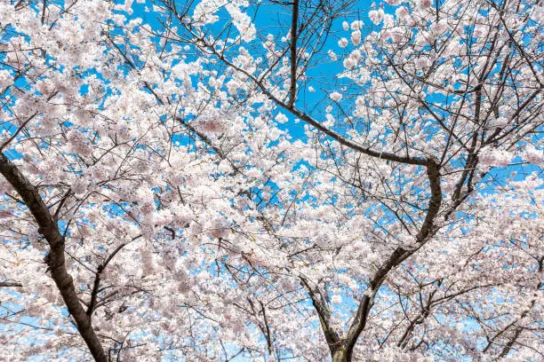 Looking up at white fluffy cherry blossom sakura trees isolated against sky perspective with pink flower petals in spring, springtime Washington DC or Japan, branches