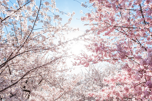 Looking up, low angle view of vibrant cherry blossom sakura trees isolated against sky perspective with pink flower petals in spring, springtime Washington DC or Japan, sun