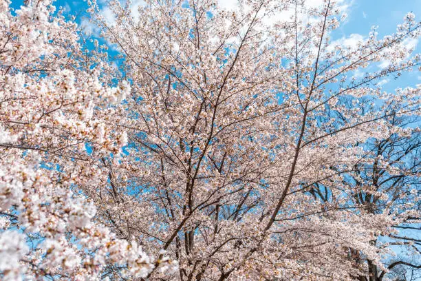 Cherry blossom sakura trees isolated against blue sky with pink flower petals in spring, springtime Washington DC or Japan, branches