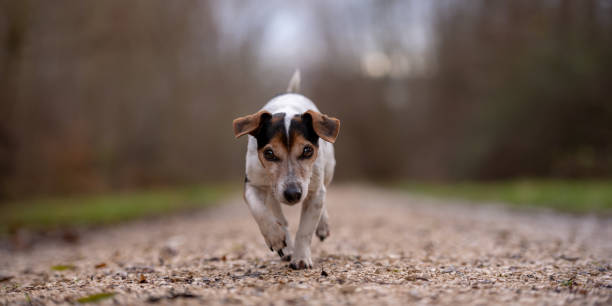istock Jack Russell Terrier dog is running in autumn on a wide path through the forest 1081677652