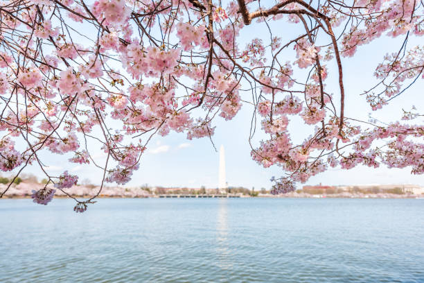 istock Tidal Basin lake pond, pink cherry blossom sakura flowers on branch, tree, trees in spring during festival framing, Washington Monument in DC, USA closeup, national mall 1081677888