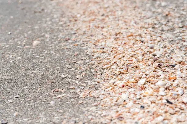 Many seashells sea shells shelling on Sanibel Island, Florida during day on Gulf of Mexico shore, pattern
