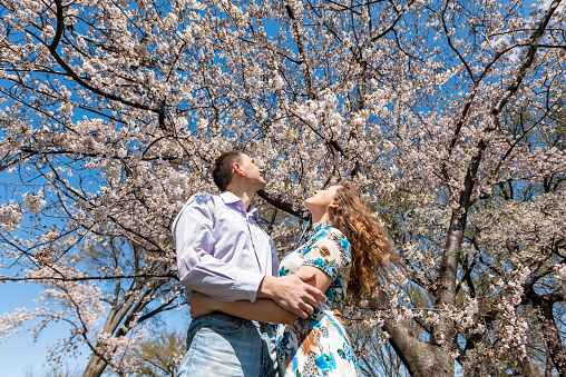 Looking up, low angle view on young couple hugging, embracing, enjoying cherry blossom sakura tree branch in sunny spring, happy, branches, flowers, blue sky