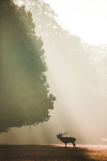 istock Silhouetted Red deer stag looking up under a giant oak in the autumn with orange light rays shining behind it 1081679730