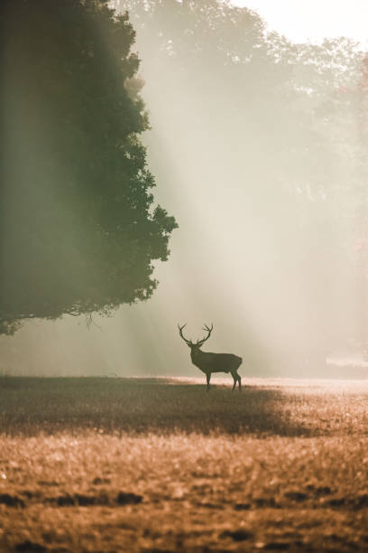 Silhouetted Red deer looking at camera under a giant oak in the autumn with orange light rays shining behind it