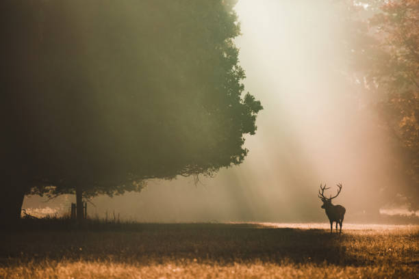 istock Red deer stag looking left under a giant oak in the autumn with orange light rays shining behind it 1081679880