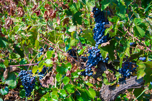 Black grapes in a vineyard ready to be harvested