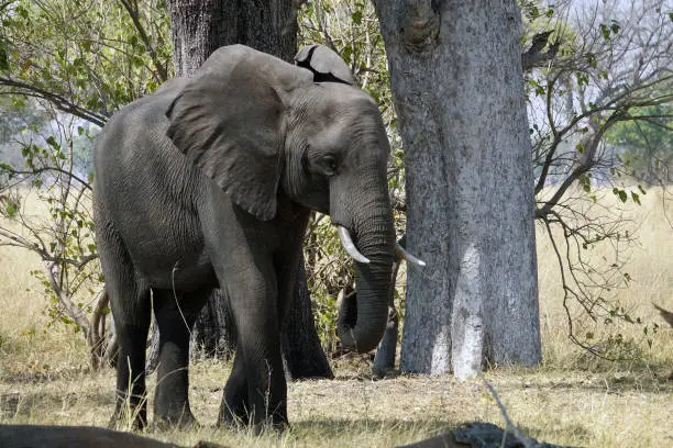 A single African Elephant walking on the Savannah in Botswana.