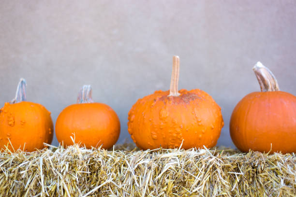 orange pumpkins on hay in the back of a farm truck conjures notions of thanksgiving and the autumn season.  horizontal composition with copy space in clear blue sky.