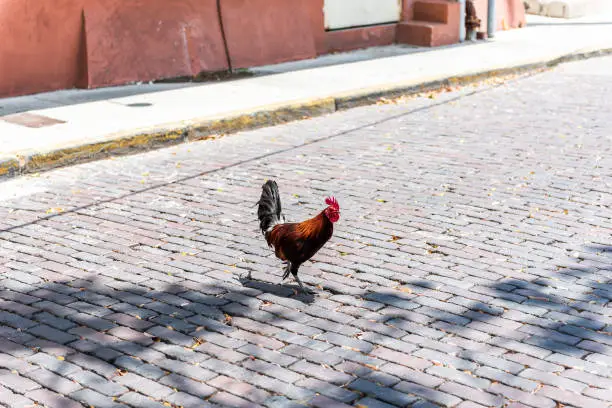 Photo of Key West, USA wild rooster chicken one single animal walking crossing street road during sunny day in Florida island