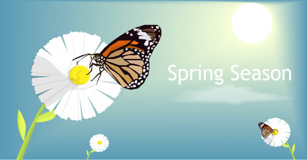 illustrazioni stock, clip art, cartoni animati e icone di tendenza di bella farfalla su fiore - butterfly flower single flower grass