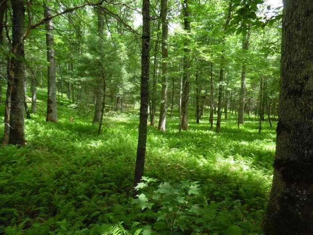 istock Green ferns in Pisgah Forest 1081688032