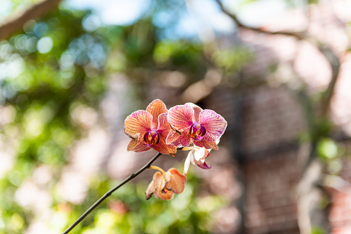 Key West, USA closeup of tropical orange pink red orchid flowers with bokeh of brick background fortress fort in Martello Tower, Florida