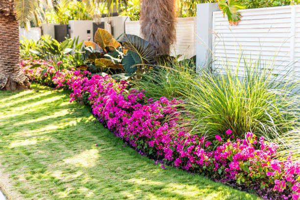 fleurs de bougainvillier rose vibrant dans les keys de floride ou miami, vert plantes aménagement paysager doublure trottoir route rue maison entrée portail porte pendant l’été - key house house key green photos et images de collection