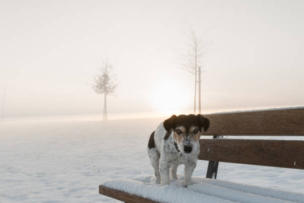 Dog sitting at sunrise on a bench - jack russell terrier