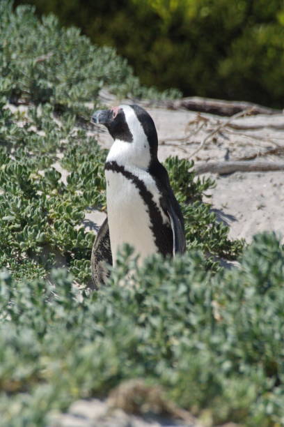 istock African penguin in the vegetation 1081698572