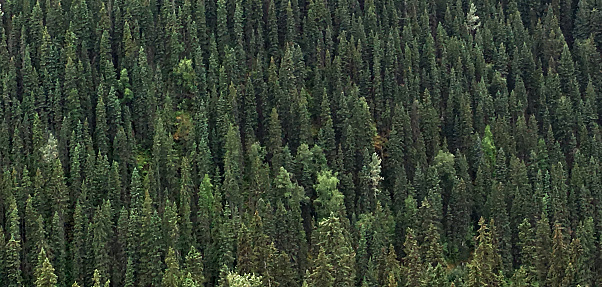 Árboles de bosque boreal fondo sustentable de los recursos de Canadá photo