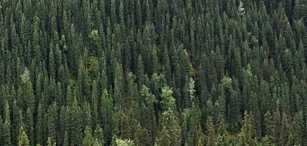 A full frame panoramic green landscape background of spruce and pine trees in the Boreal Forest in British Columbia, Canada.