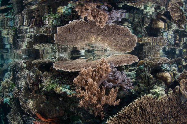 istock Gorgeous Coral Reef Reflected in Calm Water 1081707880