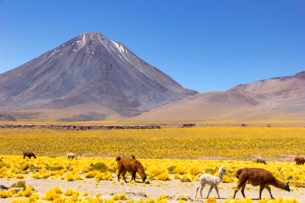 istock Lhamas in wonderful landscape at Atacama desert. 1081709232