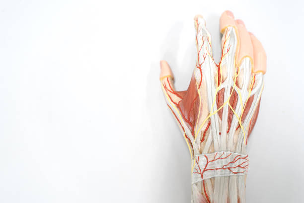 muskeln der palme der hand für anatomie ausbildung. physiologie des menschen. - opponens pollicis stock-fotos und bilder